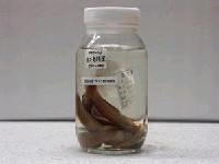 藏品(日本禿頭鯊)的圖片